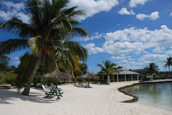 a white sandy beach with a palm tree